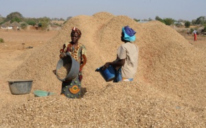 Campagne arachidière : plus de 82 000 tonnes collectées par la Sonacos (Dg)
