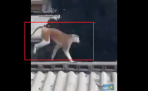 Vidéo - Voici le singe qui a mordu un chien, tué un mouton et hante le sommeil des habitants du quartier de BOPP, rue 4