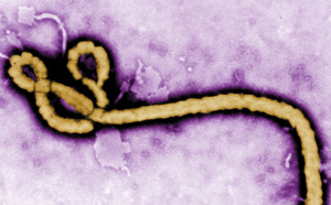 Nouvelle avancée prometteuse contre Ebola