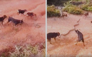 Insolite : 5 chiens s'attaquent à un serpent, le combat est épique, regardez