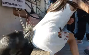 Vidéo-Canada: Un lion de mer tire une petite fille dans l'eau