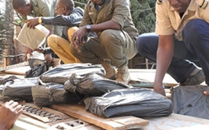 Trafic de drogue : Saisie 112 kilogrammes de chanvre indien à  Tambacounda et Thiès
