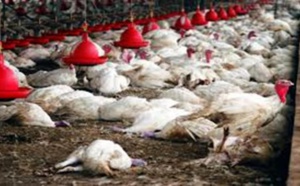 Elevage: la maladie qui est en train de ravager les volailles à Ditinn, est une peste aviaire (officiel)