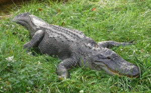 Ils ont eu la peur de leur vie en découvrant un alligator dans leur piscine (vidéo)