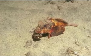 Les scientifiques sèchent face à ce poisson qui marche