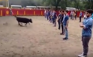 Incroyable, une expérience intéressante contre la Corrida :Ces étudiants ont prouvé qu'un taureau n'attaque que s'il est attaqué