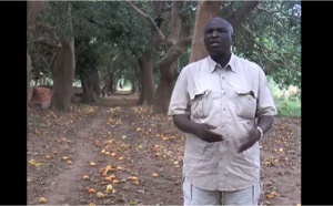 En Casamance, les mangues continuent de pourrir 