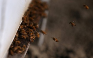 Incroyable mais vrai: Un voleur de voiture arrêté par des abeilles
