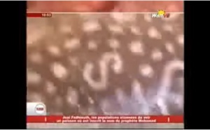 MIRACLE : Un poisson portant le nom du Prophète, soulève les foules à Joal