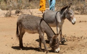 Tchad: des trafiquants de viande d'âne arrêtés