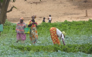 Adjia Ndiouck Lindor Mbaye, présidente des femmes rurales: « Les femmes rurales approuvent la qualité des semences »