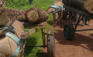 Coupe illégale de bois en Casamance: 44 charrettes, 9 ânes saisis et 5 délinquants arrêtés