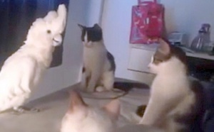 Les 3 chats sont devant le cacatoès. Maintenant, préparez-vous à tout un choc en voyant ce que l'oiseau va faire !