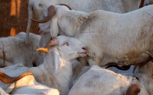 Tabaski 2009 : Plus de 670 000 moutons attendus au Sénégal (officiel)