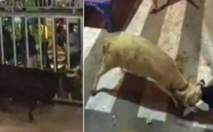 De violentes attaques de taureaux font plusieurs blessés lors d'un festival. Les images sont très choquantes !