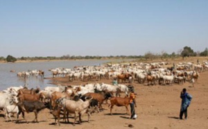 Sédhiou-Kolda: deux bergers en transhumance portés disparus