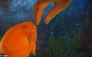Ce poisson est tellement content de voir son maître ! Sa réaction fait fondre le coeur.