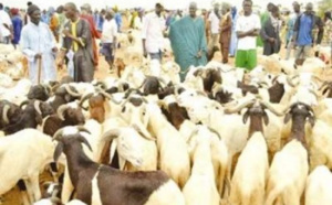 Kahone : Un camion fou tue un éleveur et ses moutons