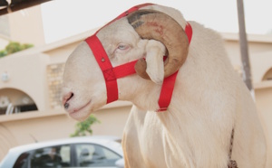 VIDEO- Le Ladoume, une race de moutons qui vaut son pesant d'or  (Reportage) 