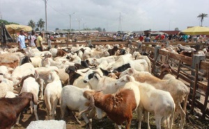 Tabaski : 468 000 moutons dont près de 325 00 importés, présents sur le marché (Dg de l’Elevage)