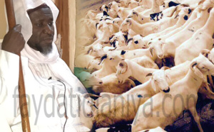 Photos : Tabaski Médina Baye, Cheikh Mahi Aliou Cissé offre 221 moutons et  500 bœufs 