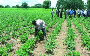 Oumar Sané, Dg de l’Agriculture : « Les pluies de fin de l’hivernage sont bénéfiques aux cultures »
