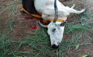 Togo : une vache assassinée par des militaires, devient un symbole de la contestation