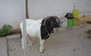 Kolda: Il écope 2 ans ferme, pour avoir volé un … mouton