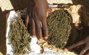 Poursuivi pour offre et cession de drogue : Le mécanicien, Y. Diop recouvre sa liberté