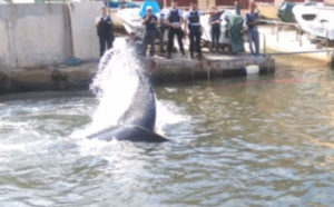 Une baleine s'égare dans le Vieux-​​Port de Marseille