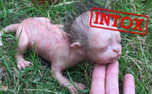 Un "bébé loup-garou" : l’intox qui fait le tour du monde
