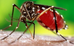 Santé : Déjà 79 cas de dengue confirmés à Louga