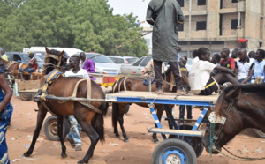 Magal Touba 2017: Quand les charretiers tirent leur épingle du jeu