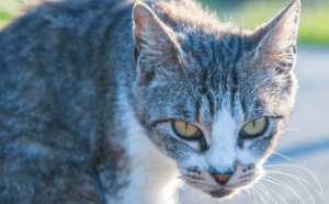 Japon : Un chat soupçonné de tentative de meurtre
