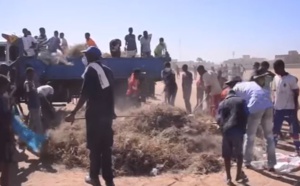 Tivaouane: Préparation du Gamou, les Moustarchidines en grande opération de nettoyage du Champ de courses 