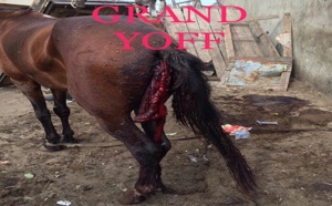 Le bourreau du cheval déféré avant-hier, à Rebeuss