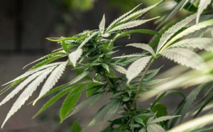 Usa: La consommation du "Yamba" est désormais légale en Californie