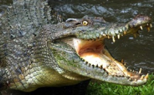 Zimbabwe: un touriste tué par des crocodiles dans le parc national