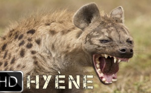 Une hyène hante le sommeil des habitants de Thiawlène, à Rufisque
