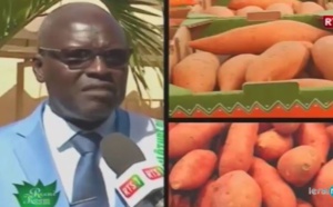Les différentes variétés de manioc au Sénégal: Suivez les explications !