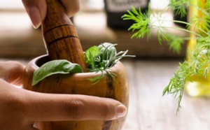 Le basilic, cette plante aux vertus méconnues 