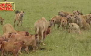 Insolite: Compilations attaque Lions contre Hyènes, impressionnant