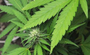 Belgique: Condamnés pour avoir volé une récolte de cannabis