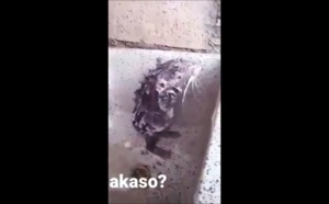 Ce rat qui se lave comme un humain dans un évier, fait des millions de vues en 24h