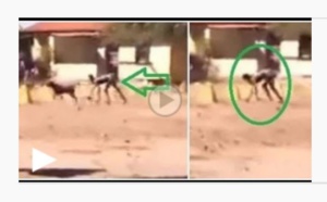 Vidéo: un être mi-humain, mi-chien repéré dans une localité du pays – Regardez !