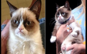 USA/Insolite: Un chat gagne 710 000 $ pour violation de droist d’auteur (Photos)