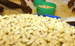 Crise de la noix de cajou en Guinée-Bissau: le Sénégal à la rescousse