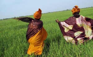 Sénégal : des récoltes au bout du fil