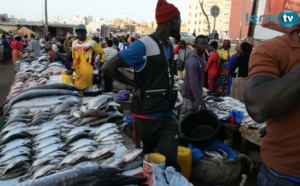 Au coeur du marché aux poissons (Parcelles Assainies)