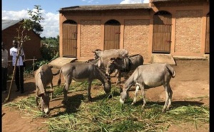Burundi : Le gouvernement refuse des ânes offerts par la France